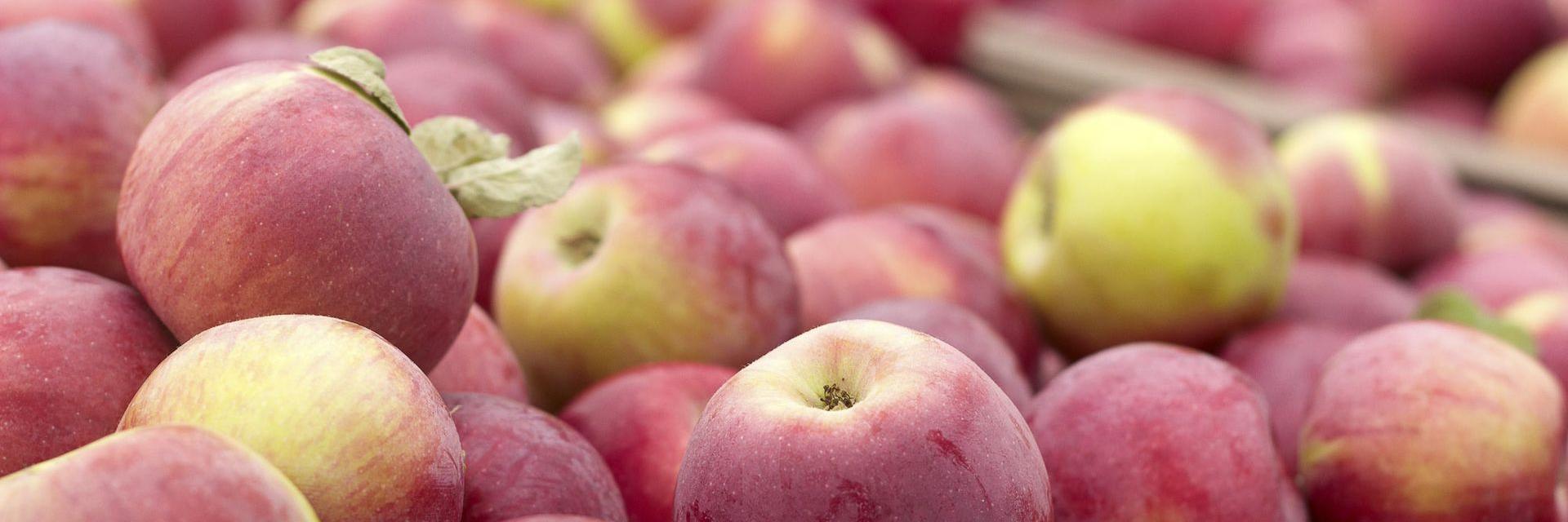 Emotion Polaro Dataprotection