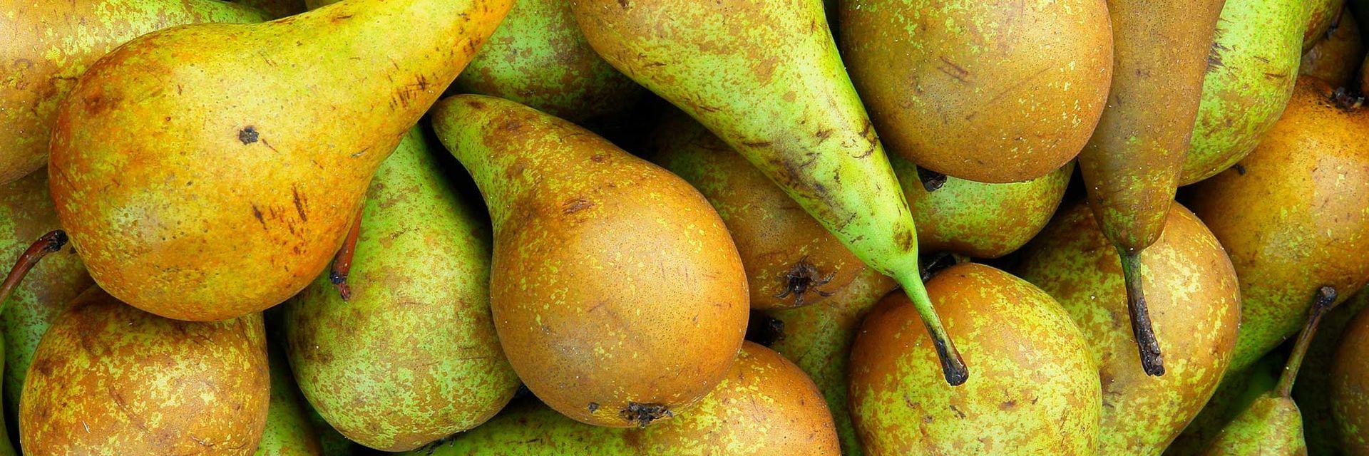 Emotion Polaro Kuehltransport